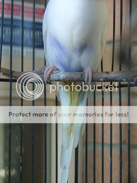 bird001.jpg?t=1266061414