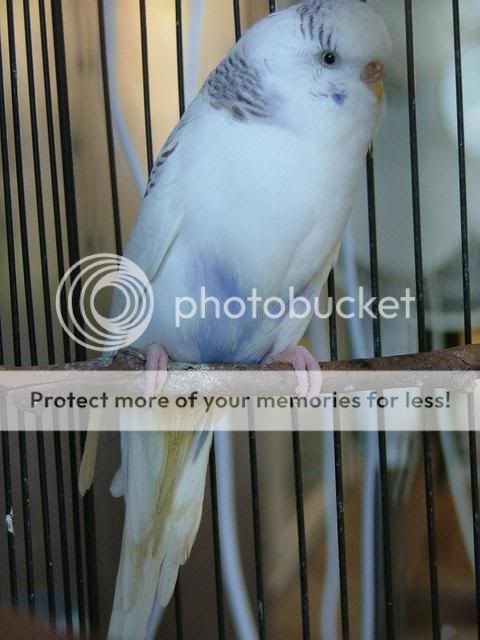 bird002.jpg?t=1266061465