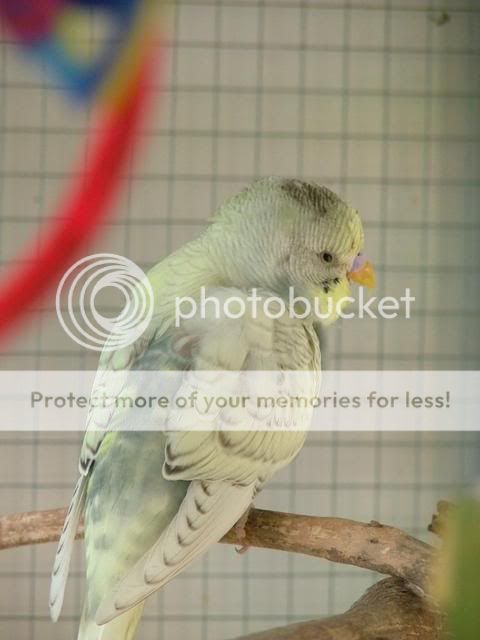 birdies029.jpg?t=1280000371