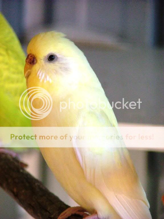 birds2003.jpg?t=1248559432