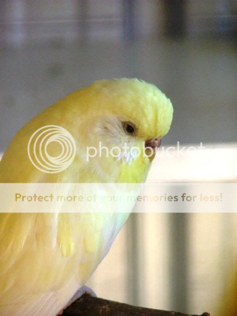 birds2007.jpg?t=1248560361