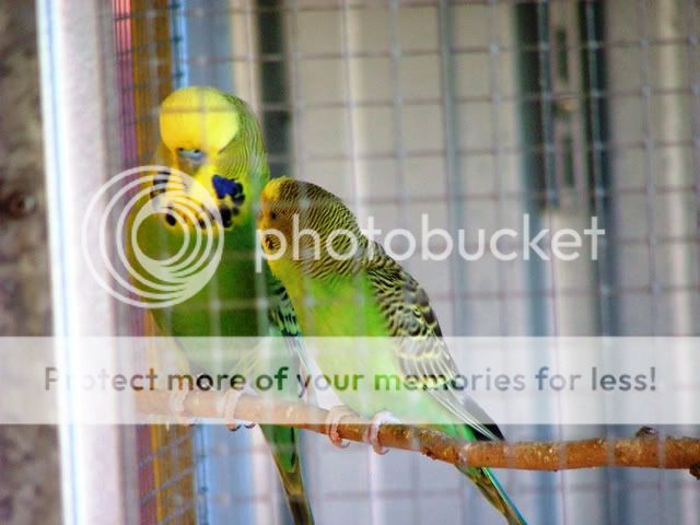 birds2010-1.jpg?t=1248560873