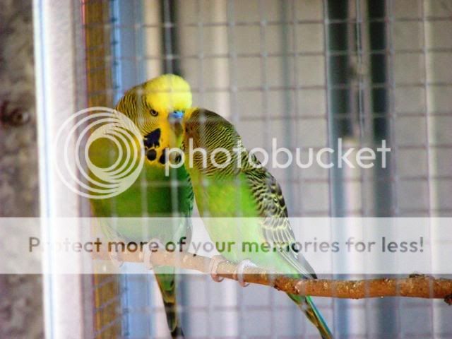 birds2011.jpg?t=1248560970