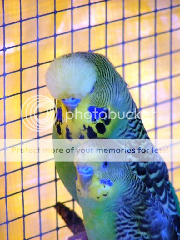 birds2013.jpg?t=1248560996