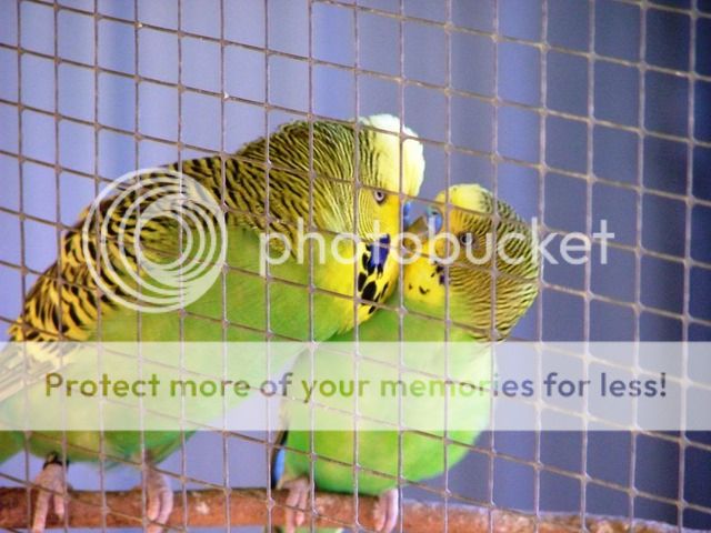 birds2016.jpg?t=1248561069