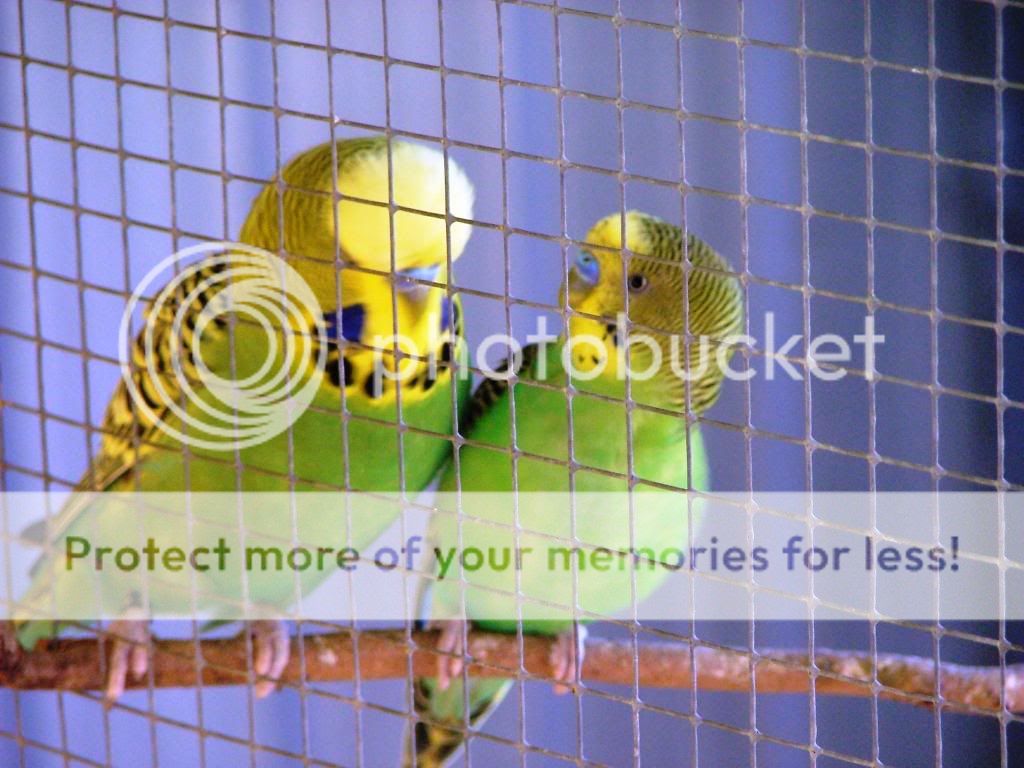 birds2017.jpg?t=1248561034