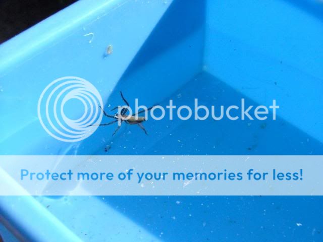 birds4008.jpg?t=1249203120