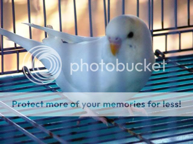 birds5002.jpg?t=1249170665