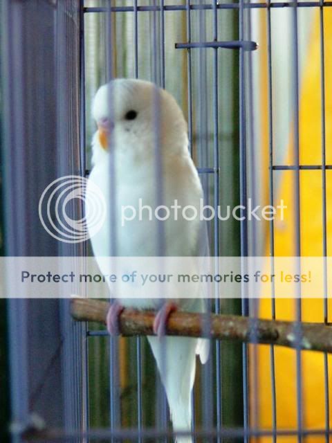 birds5013.jpg?t=1249170424