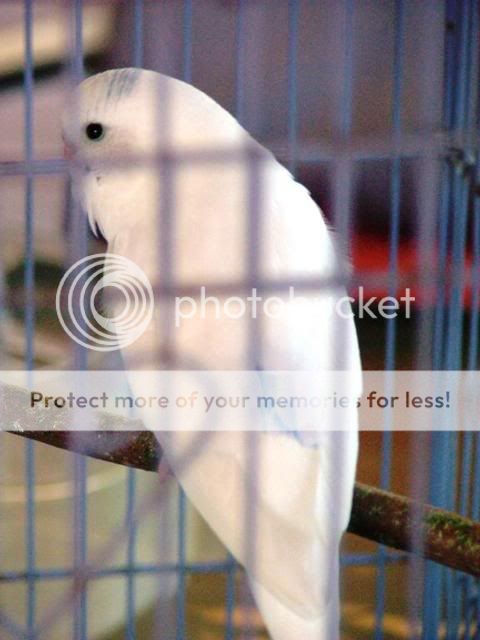 birds5015.jpg?t=1249170475