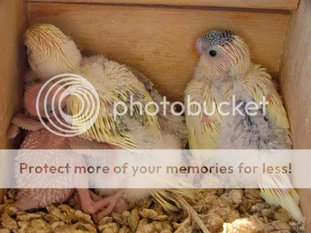 bubs008.jpg?t=1273383748