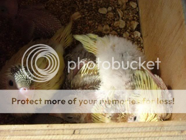 bubs009-2.jpg?t=1273383814