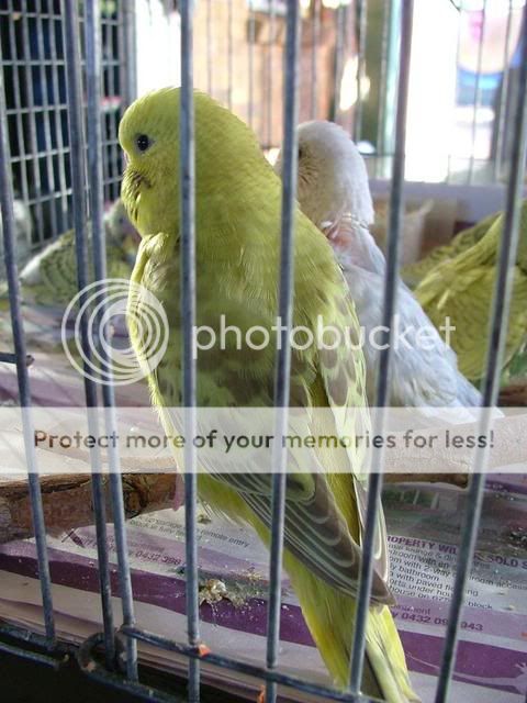 bubs009.jpg?t=1263676006