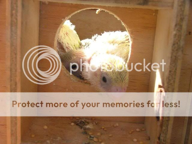 bubs011.jpg?t=1273383835