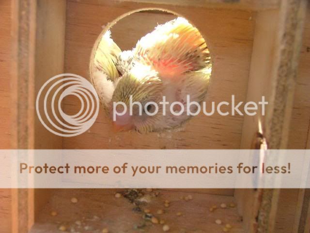 bubs012.jpg?t=1273383852