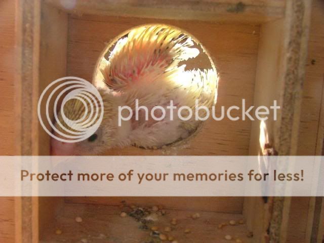 bubs013.jpg?t=1273383870