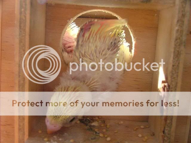 bubs014.jpg?t=1273383889