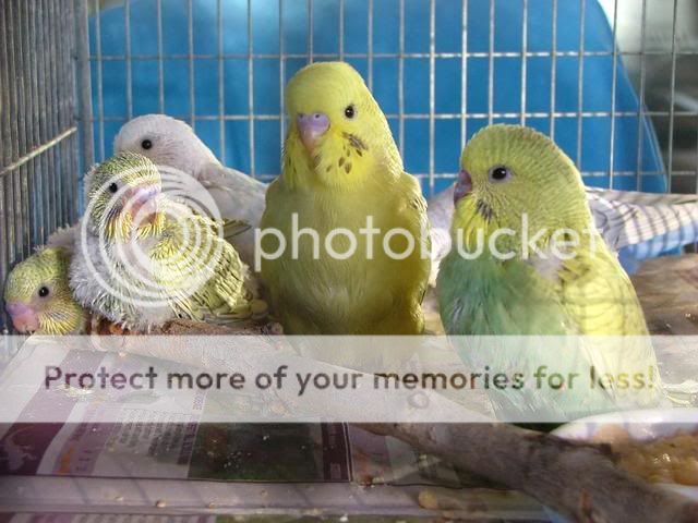 bubs017.jpg?t=1263676103