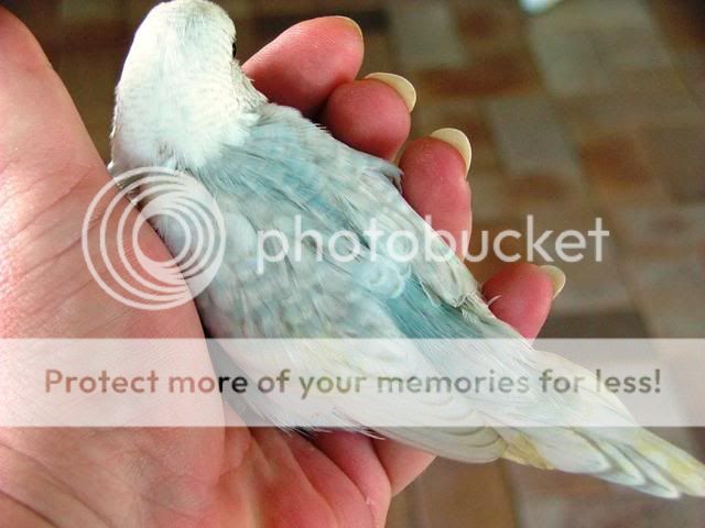 bubs2001.jpg?t=1263675780