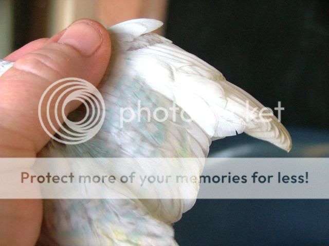 bubs2004.jpg?t=1263675838