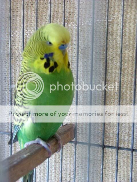 bubs2018.jpg?t=1263675684