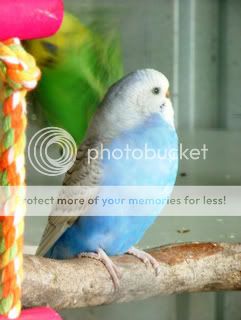 budgies310509001.jpg?t=1246483161