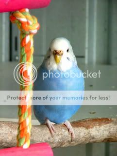 budgies310509002.jpg?t=1246482861