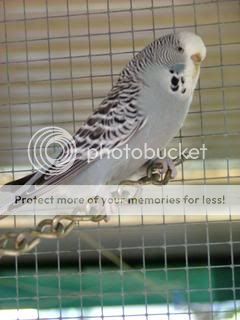 budgiessun3105003.jpg?t=1243746567