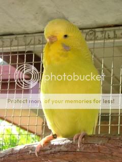 budgiessun3105019.jpg?t=1243747069