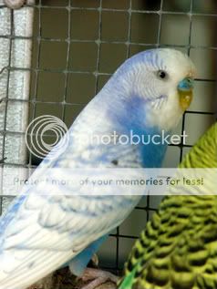 budgiessun3105025.jpg?t=1249071310