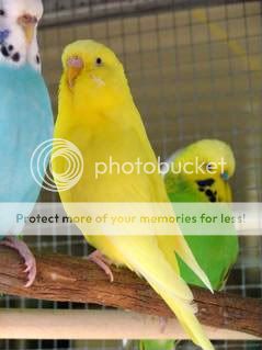 budgiessun3105026.jpg?t=1246504704