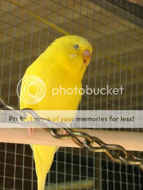 budgiessun3105038.jpg?t=1247128424