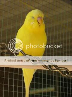 budgiessun3105039.jpg?t=1246504867