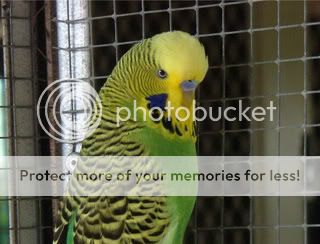 budgiessun3105040-1-1.jpg?t=1258619092