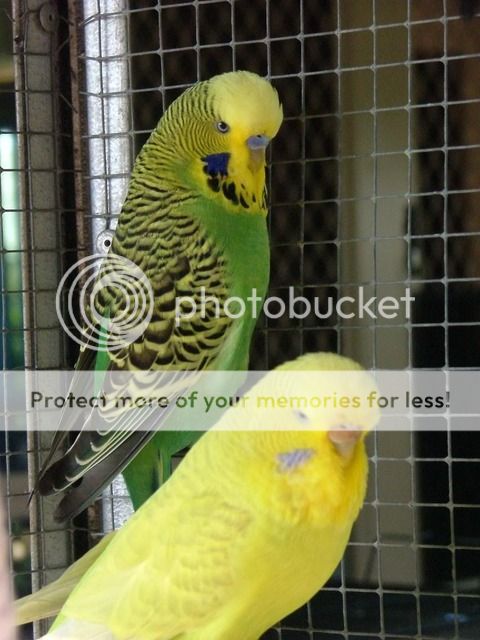 budgiessun3105040.jpg?t=1258619225