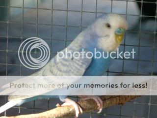 budgiessun3105046.jpg?t=1243746781