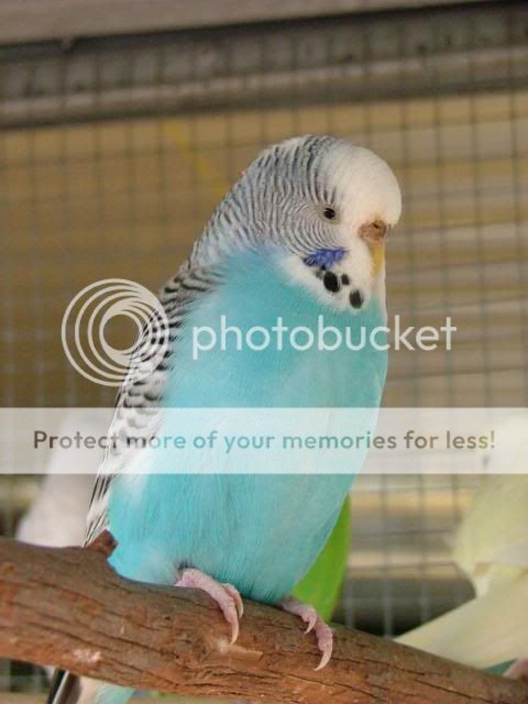 budgiessun3105047.jpg?t=1248003668