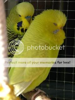 budgiessun3105048.jpg?t=1243747232