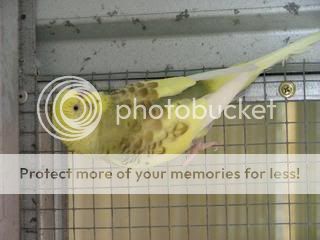 budgiessun3105050.jpg?t=1249071610