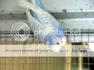 budgiessun3105054.jpg?t=1246707752