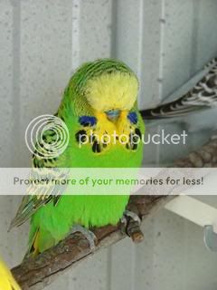 budgiessun3105055.jpg?t=1243747652