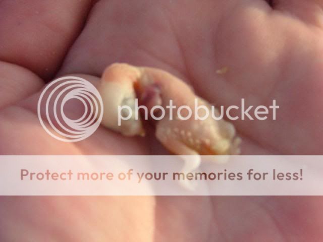 deadbaby001.jpg?t=1272350778