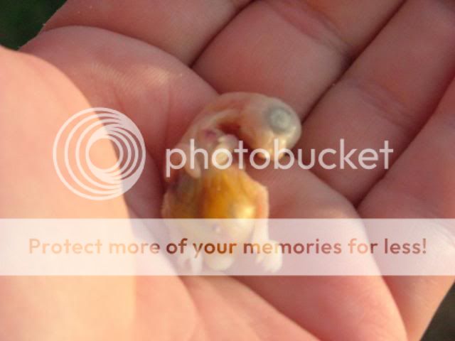 deadbaby002.jpg?t=1272350744