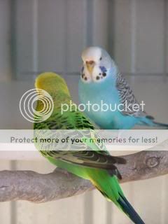 droop002.jpg?t=1244327883