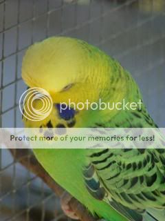 droop004.jpg?t=1249071558