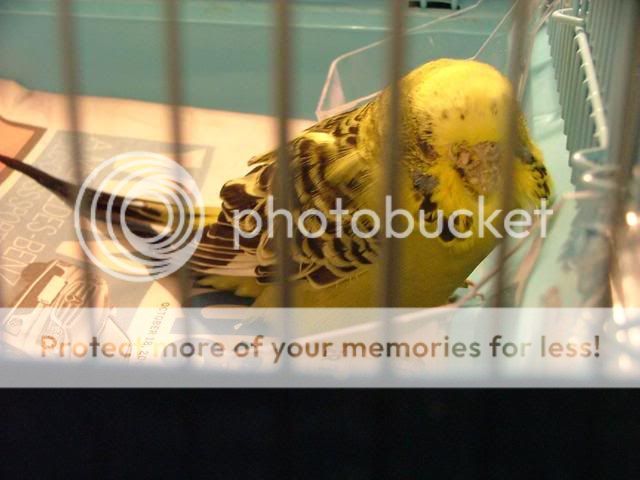 greenhen002.jpg?t=1272675079