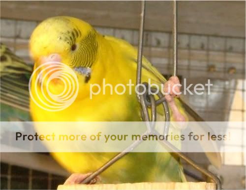 jump001-1-1.jpg?t=1271452533