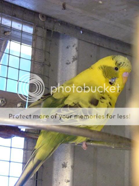 jump003.jpg?t=1271452324