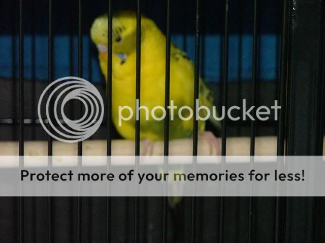 jump2001.jpg?t=1271452254