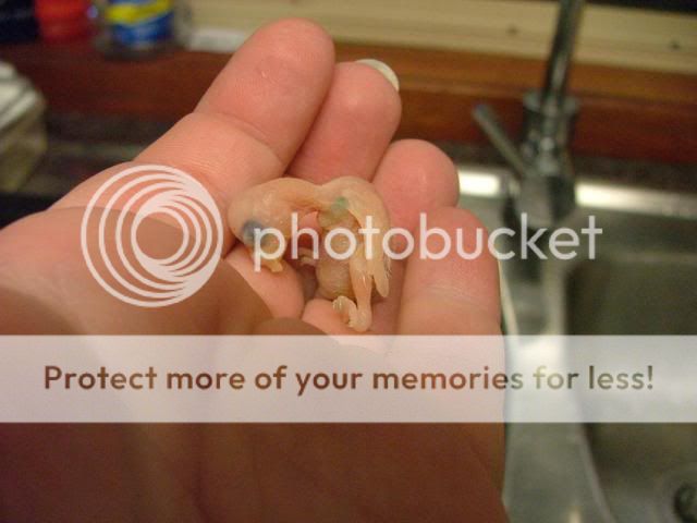 kaz001.jpg?t=1272533753